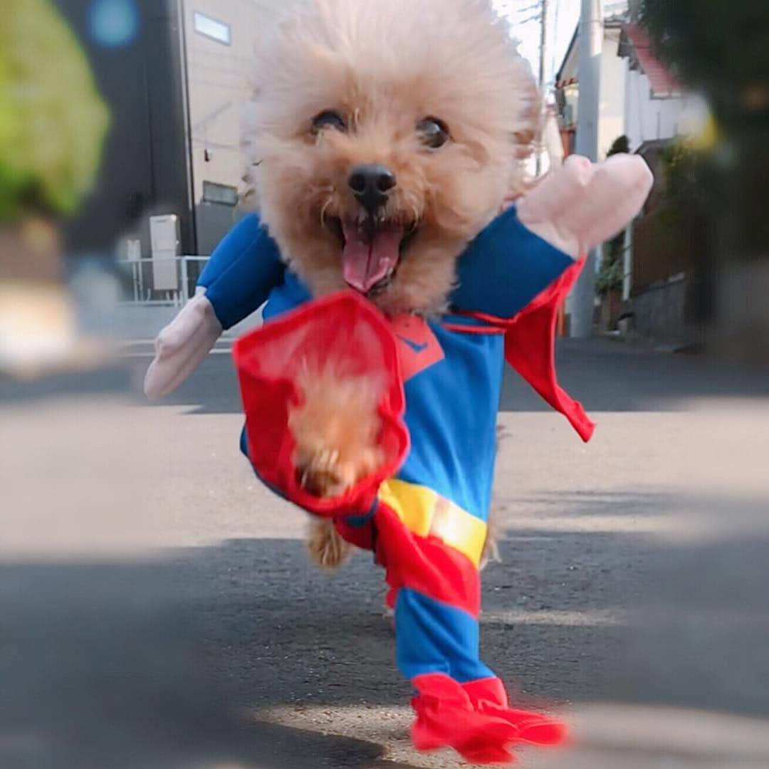 粕谷聡子さんのインスタグラム写真 - (粕谷聡子Instagram)「#halloween ⠀ 🐶I CANT WAIT FOR HALLOWEEN🏃‍♂️✨ って言ってる。⠀ ⠀ わたしが。⠀ ⠀ ⠀ #トイプードル #toypoodle  #ILOVEYOU #halloweencostume  _________________________________________________Satoko_____★* #tokyo #japan #dancer #댄서 #singer #가수 #아티스트 #舞女 #nodancenolife #筋トレ女子 #スポーツ女子 #workout #fitness #fitgirl #abs #japanese #selfie #셀카 #satokokasuya #粕谷聡子」10月10日 19時58分 - satokokasuya