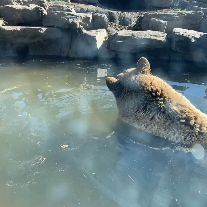 のインスタグラム：「#BlackBear #Bathing #🐻 #🛀」
