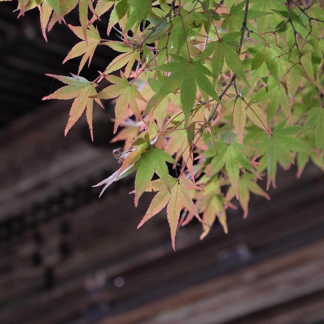 Atsukoのインスタグラム：「・ 紅葉のはしり ・ ・ 京都の色づきはまだ先ですが…ちらほらと変わり始めもあったり、なかったり…… ・ ・ ＊」