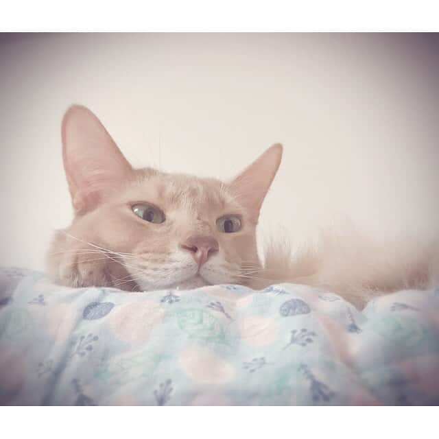 宇月颯さんのインスタグラム写真 - (宇月颯Instagram)「.﻿ .﻿ 久しぶりの登場です！！﻿ ﻿ うちの愛猫ポテ❤️﻿ 元気にしていますฅ^•ω•^ฅ﻿ ﻿ #愛猫#ポテ#ソマリ﻿ #宇月颯#とし」10月11日 17時19分 - hayate_uzuki_official