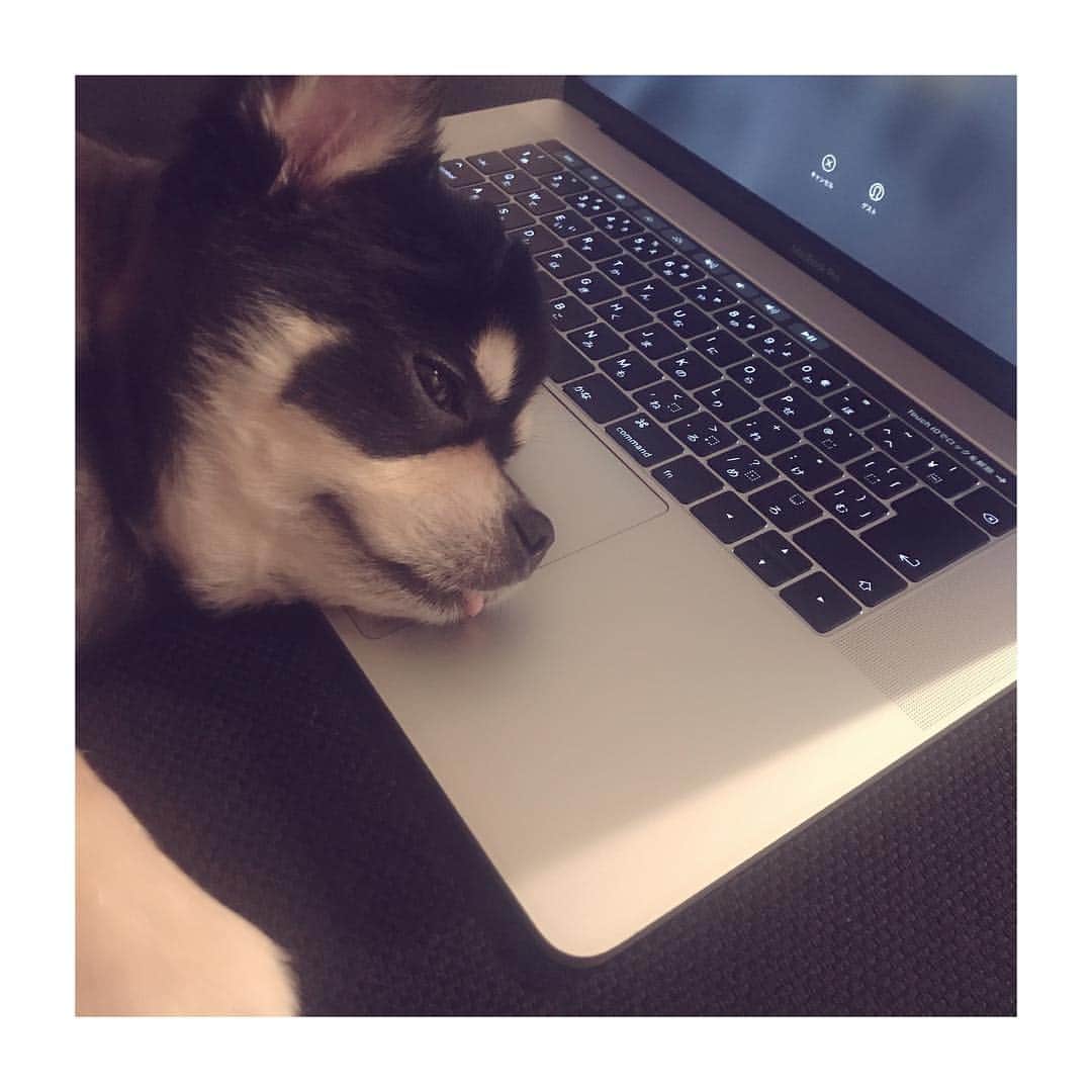 RUKI さんのインスタグラム写真 - (RUKI Instagram)「目を離した隙にすぐ寝る犬🐕  #coron #ほぼ人間」10月11日 23時51分 - ruki_nilduenilun