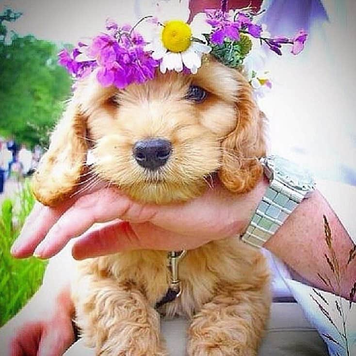 FluffyPackのインスタグラム：「Tibbe #Throwback to our first summer together!🌞💐 Celebrating Midsommar at the West coast of 🇸🇪. We had just bought a new camera to make sure to  have a lot of puppy photos of you this very first summer, unfortunately the camera stopped working after 2,000 pics and we had to reset the memory..😓 (Thanks #Nikon ) At least we have this lovely photo of you from #Midsommarafton  at #källviken . We still can’t believe that you’re gone...😥😥😥😥」