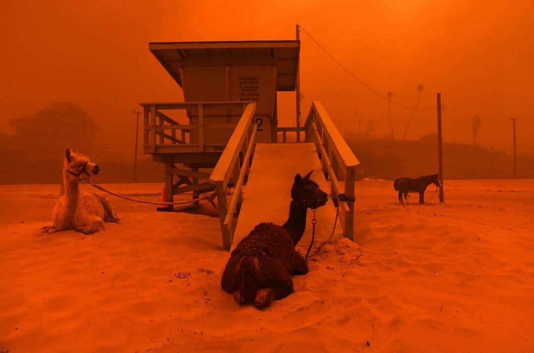 ライアン・テダーさんのインスタグラム写真 - (ライアン・テダーInstagram)「This is right now in Malibu on the beach.. animals finding safety from the fires. 😔」11月10日 9時19分 - ryantedder