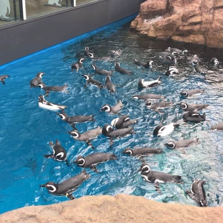 南條早紀のインスタグラム：「かいかいペンギン🐧 . . ずっと見ていられる。 みんなかいかいしてて可愛い( ˘ω˘ )💕 . #うみがたり #水族館 #ペンギン」