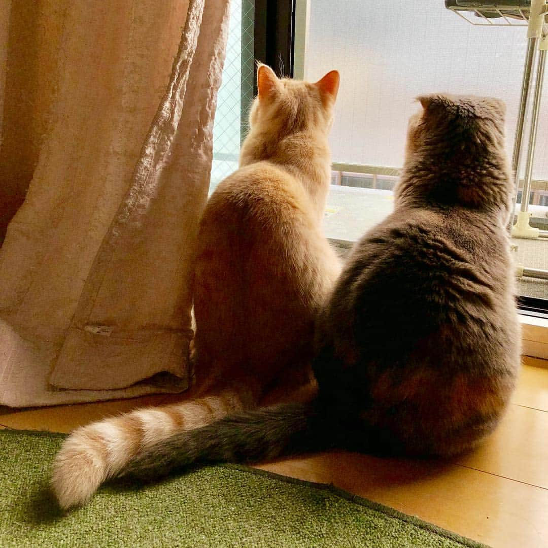 ami____5さんのインスタグラム写真 - (ami____5Instagram)「* ココモフ 触れ合いシリーズ 集めました🐱💞🐱 モフさんの 強引さが伝わればと 思っています✍🏻 * * #猫#ねこ#もふもふ#スコティッシュ#スコティッシュフォールド#三毛#三毛猫#ブリティッシュショートヘア#クリームタビー#まん丸ねこ部  #scottishfold #britishshorthair #cat #cats #catstagram #kitten #kitty #kittens #petstagram #catoftheday #catsofinstagram #ilovemycat #instagramcats #lovecats #lovekittens #adorable #catlover #instacat #fluffy」11月6日 19時02分 - ami____5