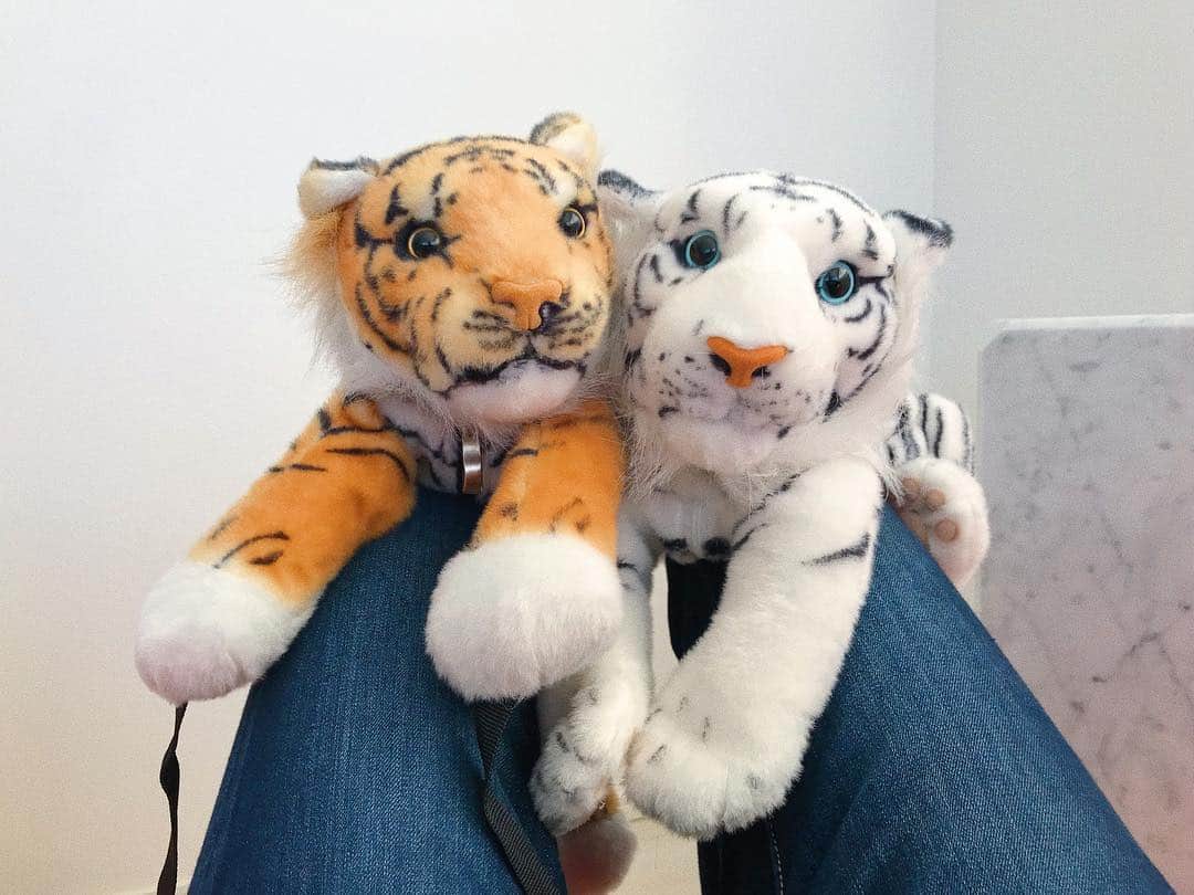 のインスタグラム：「🐅🐅 新しくリビングに仲間入りした ティッシュケースの白子さん🐾 ２４歳の誕生日の時に姉から もらったバッグの雲丹ちゃん🐾 虎を２頭飼う夢を見たんだけど 絶対にこの２匹が原因だと思う💬 #ベンガルトラの白子さん #スマトラトラの雲丹ちゃん」