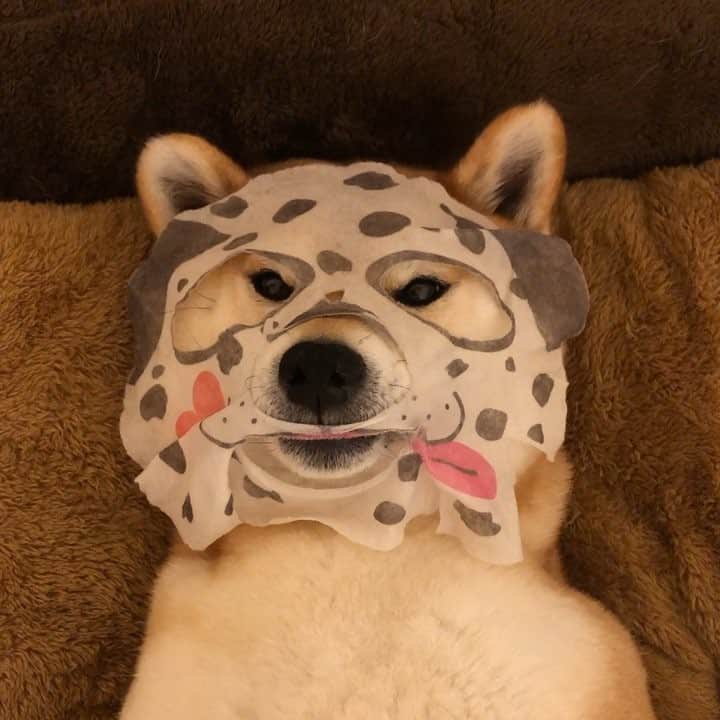 マロたんのインスタグラム：「I want to become pretty. パックおわりー #shiba #shibainu #weeklyfulff」