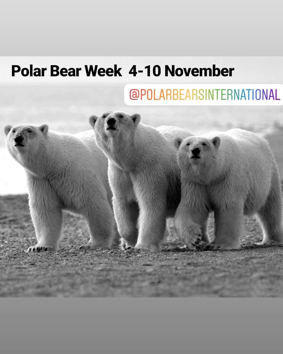 Polar Bearsのインスタグラム：「Polar Bear week.... Polar bears are gathering on the shores of Hudson Bay waiting for the sea ice to form do they can return to hunt seals. Check them out via @polarbearsinternational webcams . Thank you for your shopping and supporting our mission to help fight climate change and save these magnificent creatures . Link in bio . #savepolarbears #polarcouture #savethearctic #saveourseaice #polarbear #climatechange #globalwarming #sustainability #sustainableliving #solarenergy #sustainablestyle #renewableenergy #saveouroceans #arcticprotection #northpole #orsopolare #ourspolaire #casualchic #wildlifeprotection #wildlifeadventures #plasticfreeoceans#polarbearweek」