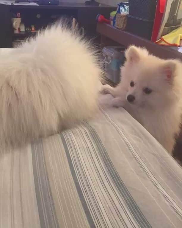 JEWELのインスタグラム：「I like laying kibbles near pancake just to annoy her. #nopeyoucantreachit #petstagram #pet #pomeranian #weeklyfluff #dogsofinstagram #pomeranianlovers #dogdailyfeatures #puppiesofinstagram #barkbox #buzzfeeddogs」
