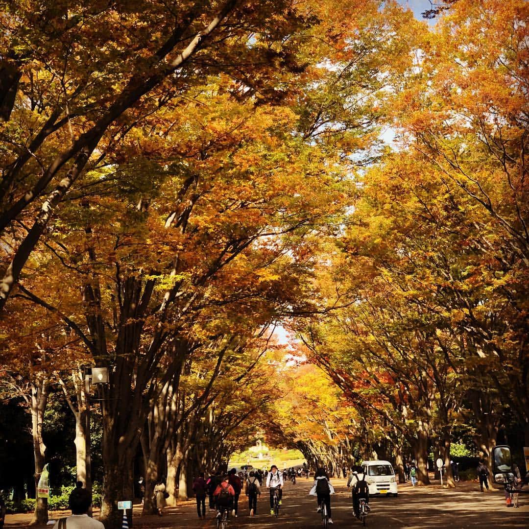 高野進のインスタグラム：「湘南キャンパス メインのケヤキ通りも秋の色づき。」