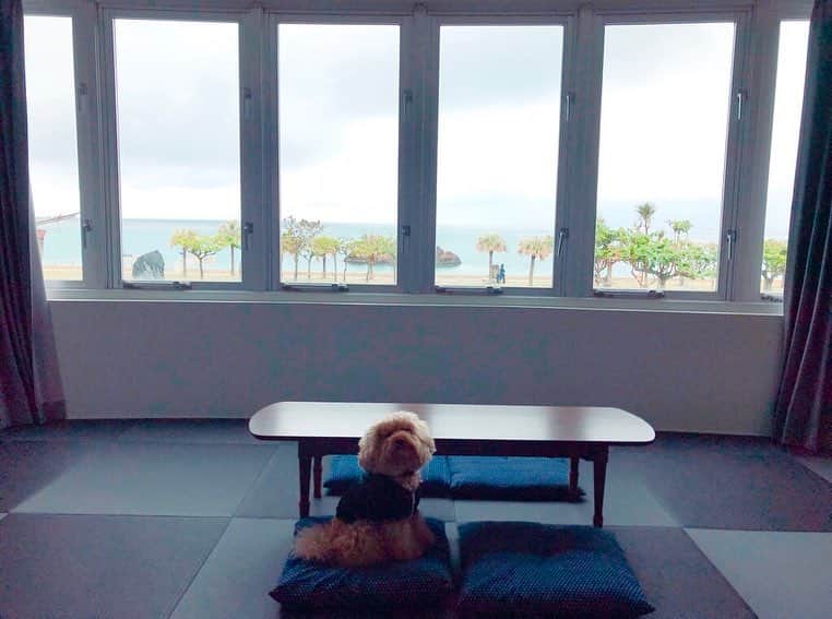 岸本セシルさんのインスタグラム写真 - (岸本セシルInstagram)「今回宿泊した場所！ ocean view✨ なコンドミニアム🌈  めちゃくちゃ素敵なお部屋でしたー‼︎ 妊婦に優しい広々ベッドに、お風呂の浴槽も私がすっぽり入るくらい広くて快適でした💓🛁 広々したお部屋で駆け回ったり、琉球畳でとっちゃんもくつろいでいたよ🐶🌼良かったね✨  目の前は 昔から行ってたビーチ。 アラハビーチ🏝 ここのビーチの雰囲気 昔から好きなんだよねー。 朝は、歩いて秒でビーチで散歩🐶  また泊まりたい〜✨ アラハリゾートアラパナさん💛thank you🌈 @arapana.okinawa  #アラハリゾートアラパナ #oceanview #okinawa #ソファが気持ちよ過ぎた ＃ほしい笑 #そのまま住みたい #とっちゃん喜び #アラハビーチ #ARAHABEACH」11月7日 16時39分 - cecil_lu