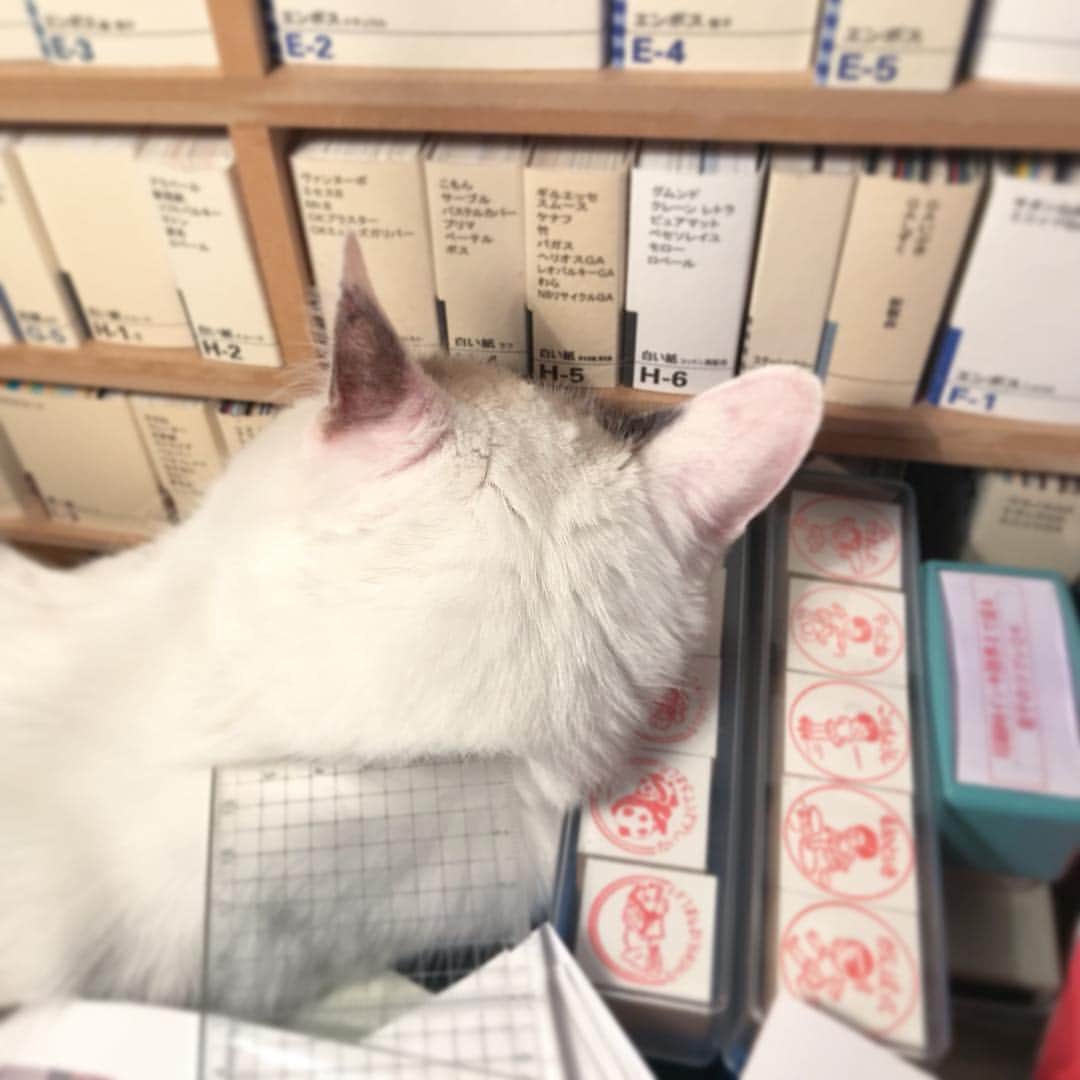 naoko nakuiのインスタグラム：「#どこでだって眠れるわ #ilovecat」