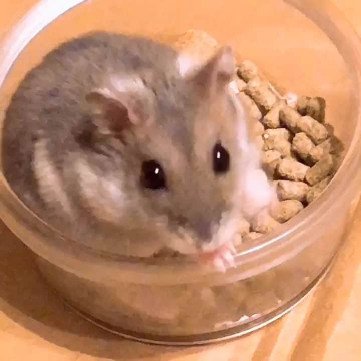 小桃音まいのインスタグラム：「うろうろするおぬし先輩🐹 最後のカメラ目線がたまらないです😭💓 #ハムスター #ハムスタグラム #ハムスターのいる生活 #ハムスター好きな人と繋がりたい #hamster #hamstergram #hamsterlove #ジャンガリアン #もふもふ #ハムスター動画」