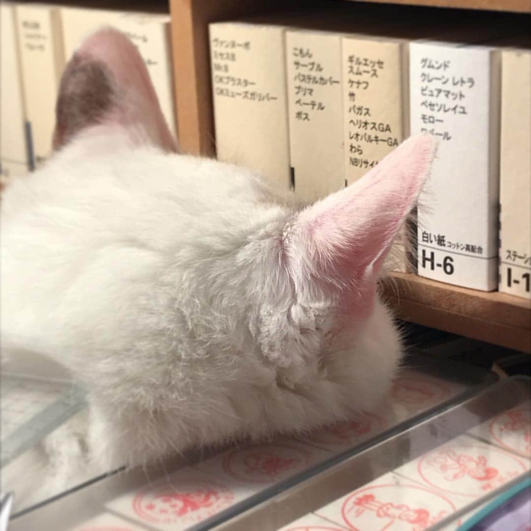 naoko nakuiのインスタグラム：「ほっぺがのってる。#ilovecat」