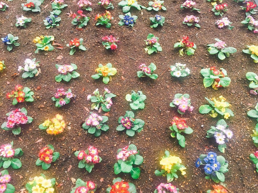 武田るいさんのインスタグラム写真 - (武田るいInstagram)「雨の日で下向いてたら可愛いお花見つけて🌹🌷🌼💐下向いてもいいことあるんだ〜〜って思った🤤💕 #flower #ガーデニング #happy」11月8日 13時03分 - rui_1002
