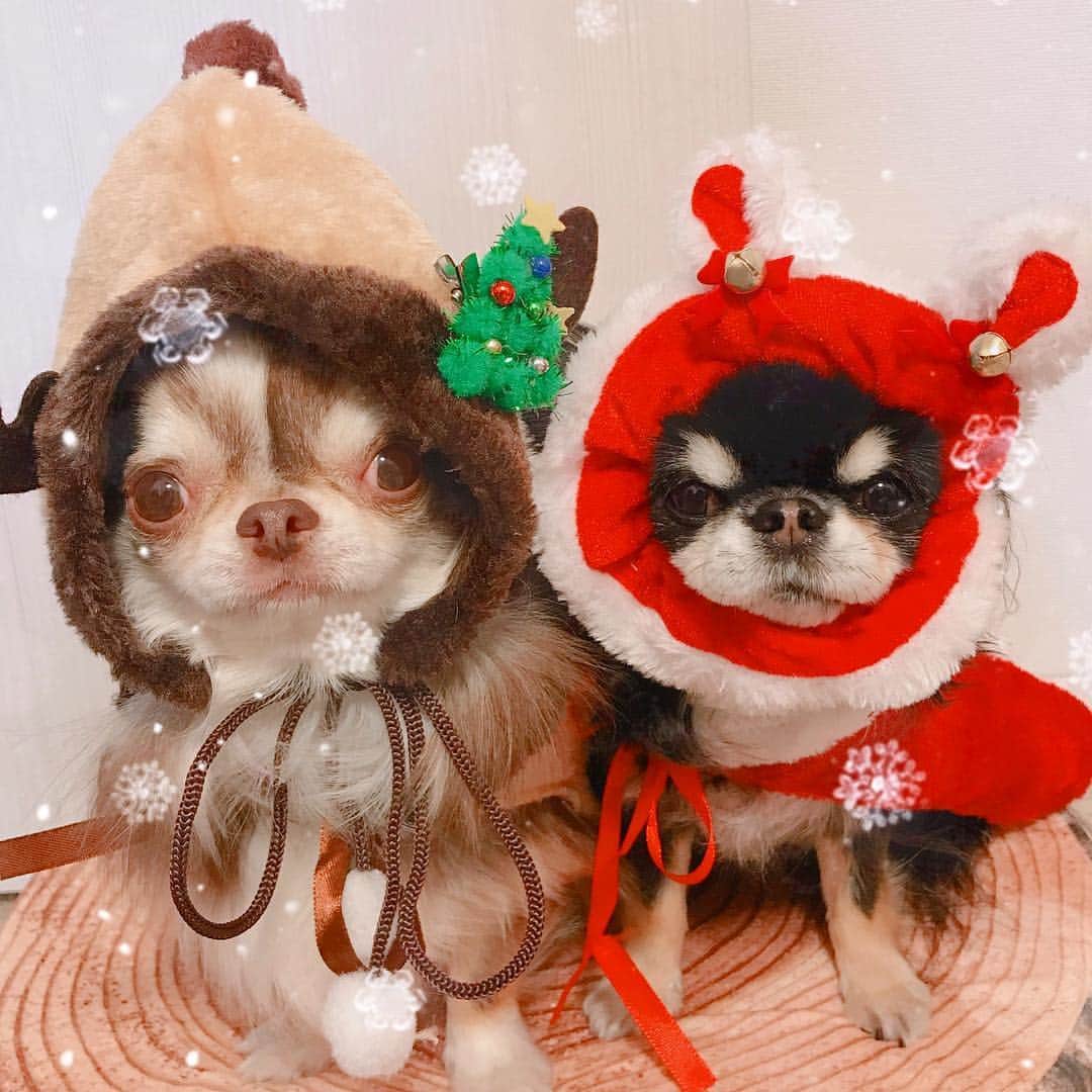 kayoのインスタグラム：「* * おはめろちー❤️ * * もちろん サンタさんマントも あったよ🎅✨ * * めろめろが被ってるのはシュシュとして売ってたから少し小さめ｡｡😅 * * きっとトナカイみたいな サンタバージョンの被り物もあったハズ🤔 * * 🎄は別売りのヘアピンです😁 * * Lychee🦌❤️Melonサンタ🎅 * * #ダイソー #クリスマスグッズ * #chihuahua#chihuahualove#dogstgram#dog#instadog#チワワ#チワワ大好き * *」