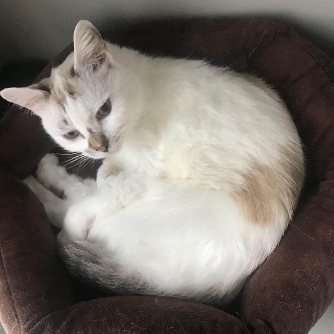 naoko nakuiのインスタグラム：「#ilovecat」