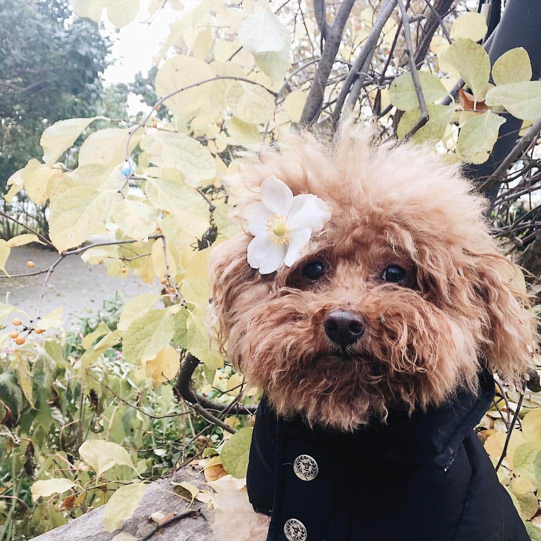 のインスタグラム：「The last fleurs of the season!」