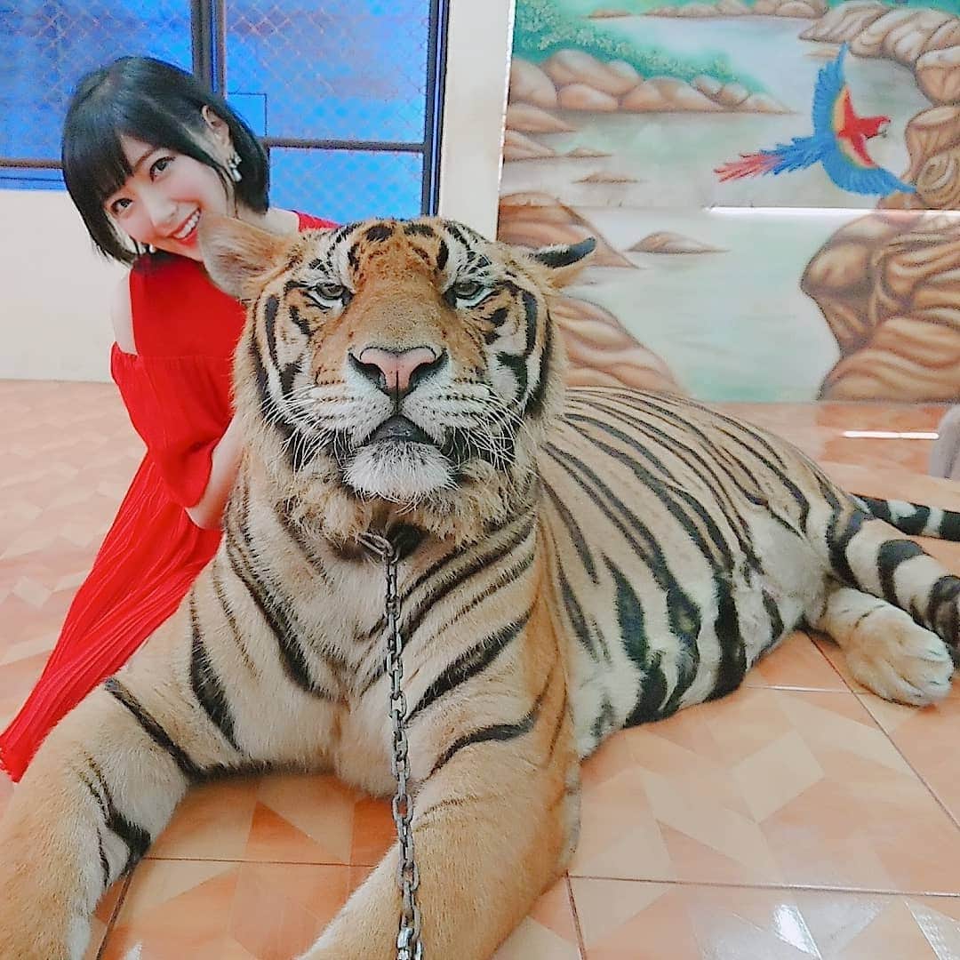 のインスタグラム：「トラ柄のネコちゃんにゃー🐯✨ かわいいー💞  #つまり虎 #もふもふモフモフ #トラ #animals #animallover #instaanimal #nature #friend #instagood #仲良し #instiger #tiger #thailand #nationalgeographic #naturephotography #tigre #travel #portraits #holiday #giant #夢が叶った日 #cute #ネコ科 #sonypictures #虎 #travelgram #海外旅行」