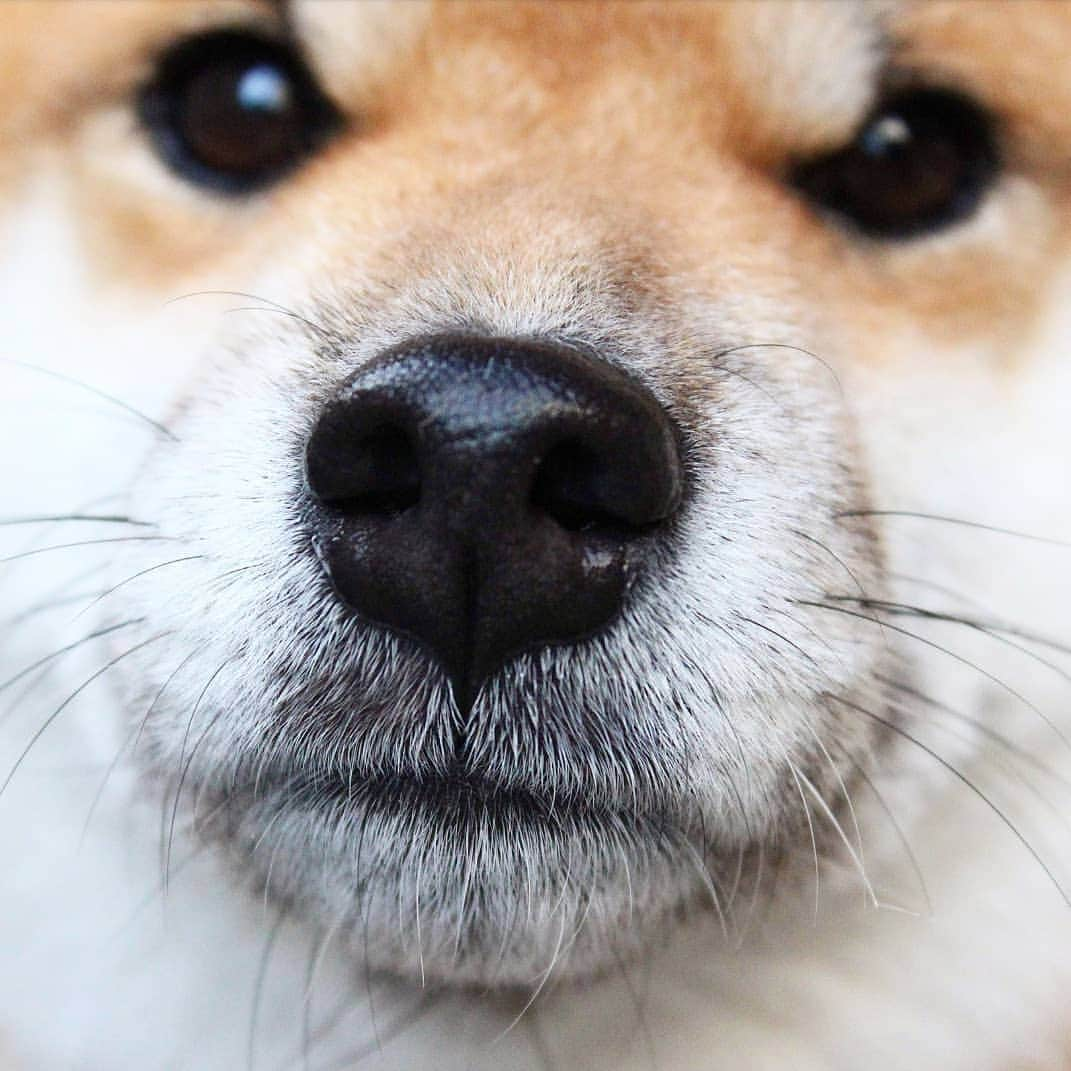 柴犬たま Shibainu Tamaのインスタグラム