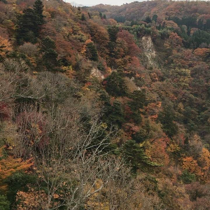 Akikoのインスタグラム：「A little trip to Kyusyu. We went to the highest suspension bridge in Japan. “Kokonoe Yume Otsuribashi” 九州へ小旅行。九重夢大吊り橋へ。日本一高い(777m)の吊り橋です。紅葉が綺麗でした。 #trip#kyusyu# #littletrip#suspentionbridge#九州#九重夢大吊り橋#旅行#小旅行」