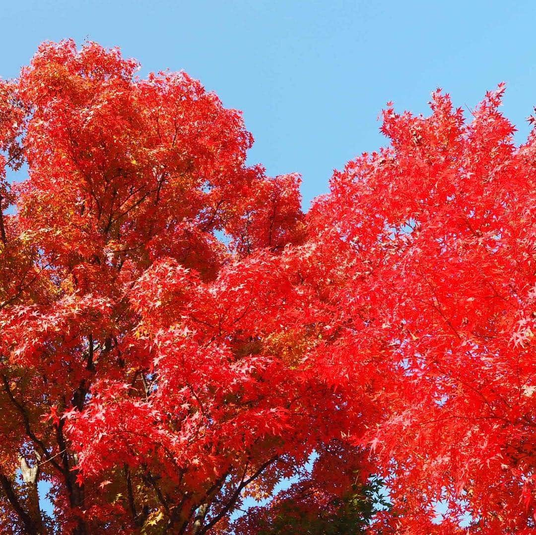 岩佐美咲さんのインスタグラム写真 - (岩佐美咲Instagram)「紅葉狩り  #山梨 #河口湖 #紅葉 #紅葉狩り #自然 #秋 #日帰り旅行 #japan」11月8日 20時51分 - wasaminnn