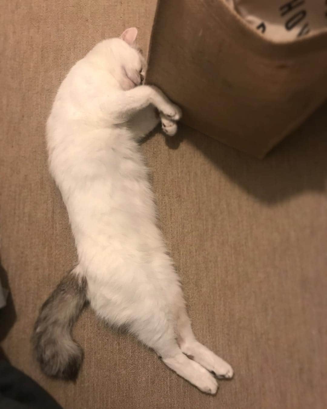 naoko nakuiのインスタグラム：「#ilovecat」