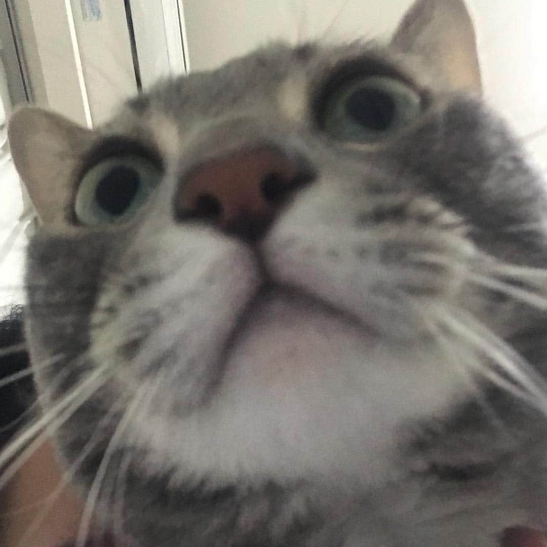 ERYさんのインスタグラム写真 - (ERYInstagram)「ハイヒール大好き、むしろぺたんこの靴より歩き易いと思っているのですが、これは違った。GIUSEPPE ZANOTTIとBALMAINのコラボブーツ、もう買えないと思っていたら中古で発見！しかも状態も良く、更に私のぴったりサイズ！嬉しくて嬉しくて即購入、したは良いものの、今まで履いてきた靴の中で最強レベルで綺麗に歩くのが難しい。暫くは歩く練習だ…。 2枚目は美味しくないわけがないやつ、コンビニで購入。北海道のあのお菓子の味がする。大好き。 3枚目、激痛のコルギを受けた後。自分では輪郭がスッキリして目が開きやすくなった気がしているけれど、小顔までの道のりは長い。あと革ジャン着用率の高い今日この頃。重い、硬い、肩が凝る。なのに大好き。 家で自撮りをしようとしたらすごいタイミングで割り込んできた上にこの表情のむーさん。美しく写ってくれないけど大好き。 まだまだありますが最近の大好きコレクションでした。 #大好きコレクション #GIUSEPPEZANOTTI #ジュゼッペザノッティ #BALMAIN #バルマン #コラボブーツ #難易度高し #でもどうしても履きこなしたい #ショコラルーベラ #ショコラルーベラホワイト #そりゃ美味しいわ #ダブルライダース #666 #パール系のアクセサリーも好き #むーさん #無表情」11月9日 3時35分 - bass_ery