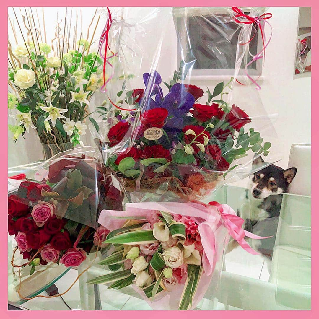 麻美さんのインスタグラム写真 - (麻美Instagram)「旦那の誕プレが届く日々😍🎁💐🍾 皆さま本当にありがとうございます🙏🙏🙏💕 ． お花が届くと💐 🐶🐕ワンコ達🤣も大興奮💕 ． 急いで💨 届かないところに飾らないと💐 全部食べちゃう😂 ． やめて〜〜💦 ． #誕プレ#お花#感謝 #愛犬#犬 #ビーグル#アメリカンビーグル #豆柴#柴犬# #fashonistapet #mydog  #dog#fashonistapet #instafamily instadog#instadaily #instapic #instagood#instalike #love#cute #beagle」11月9日 12時14分 - mami0s