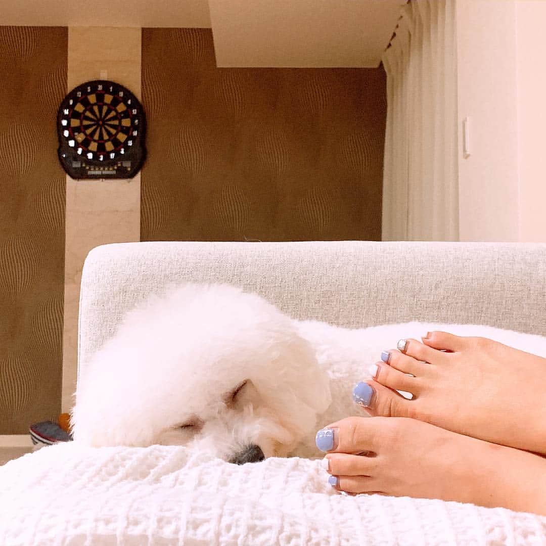 ハナマサのインスタグラム：「カットの日はよく寝る。 #ビションフリーゼ #hanamasagram #ハナマサグラム」