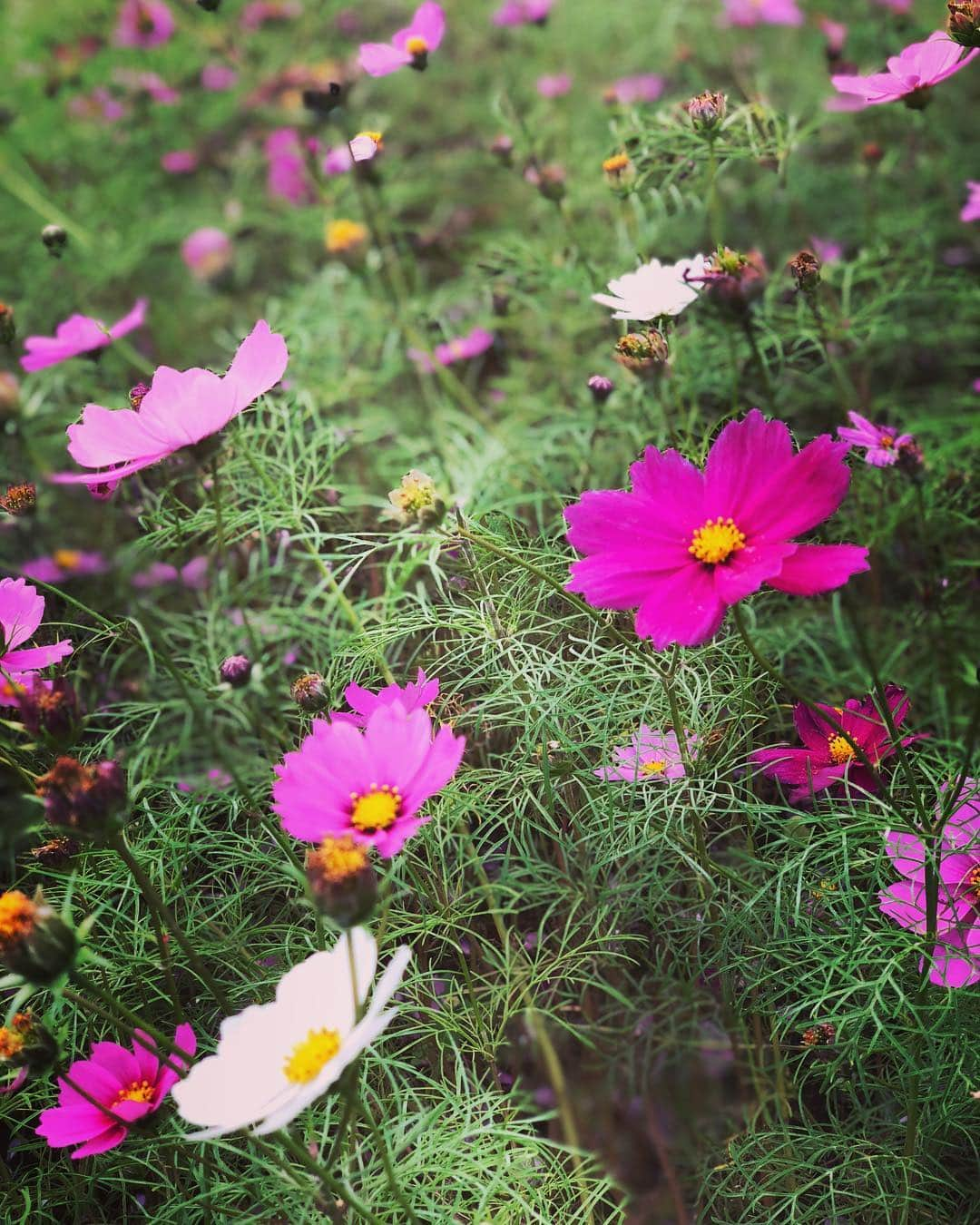 釈由美子さんのインスタグラム写真 - (釈由美子Instagram)「今日は一日、冷たい雨でしたね☔️ 最近、晴天が長続きしませんね。 昨日は貴重な晴れ間だったので、仕事のあとそのまま息子をお迎えに行って、大きな公園に遊びに行きました☺️✨ コスモスがキレイに咲いていました！今年は台風の影響などで、コスモスも被害を受けて枯れてしまってるところが多かったので、一面に咲いたコスモス畑に息子も「きれ〜い！」と叫んでました😆✨ またどんぐりを沢山拾って集めたり、 マネージャーの椎野さんが見つけたバッタを興味津々で観察したり、めいいっぱい体を動かして秋を満喫してきました😊🍁 #森林公園 #息子のお気に入りの場所 #コスモス #秋桜 #舞台「友情」を思い出す #北海道の滝川のコスモス畑キレイだったなぁ #どんぐりは宝物 #トトロにあげるんだって #初めて見るバッタに興味津々 #だけど、持って近付けると #びびって逃げるw #時間があるときはなるべく #自然に触れさせて #秋を感じてもらいたい🍁 #週末は晴れるらしいから #どこに遊びに行こうかな #晩秋 #立冬」11月9日 17時59分 - yumikoshaku