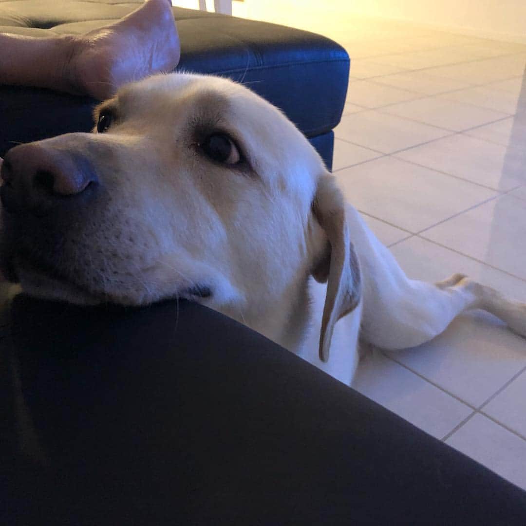 のインスタグラム：「A relaxing night with da hoomans  #EnglishLabrador #LabradorRetriever #labrador #labradorable  #labradorlife #labradorlover #labradorpuppy #itsalabthing #ilovemylab #justlabradors #TalesOfALab #yellowlaboftheday #yellowlabrador #yellowlab #worldofmylab #worldoflabs #dogsofinstagram #petstagram #labradorsofinstagram #hungryforattention #dogsofinstagram #TopDogPhoto #labradoroftheday #dogoftheday #labradorsofig #labradorworld #puppyatheart #furbaby」