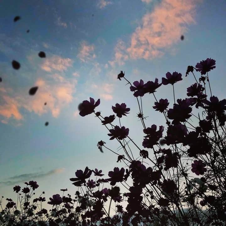 wacameraのインスタグラム：「#shotoniphone  ひとりで行った万博のコスモスは期待した夕焼けもあまりなくて寂しかったけど、こんなこともあるよって思いながら、iPhoneすごいな。」