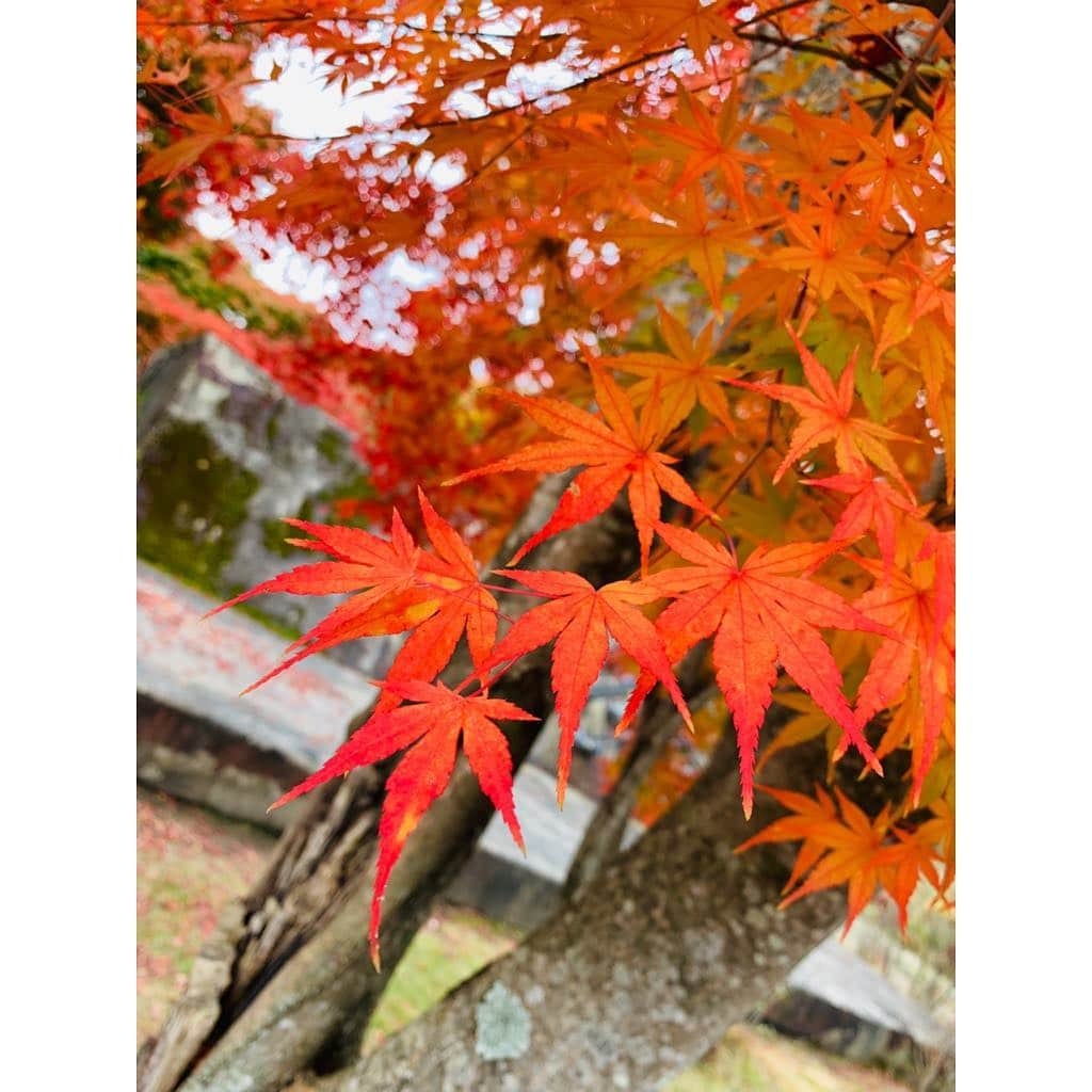 福田典子さんのインスタグラム写真 - (福田典子Instagram)「昨日のよじごじの紅葉リレー中継は、栃木・那須塩原からお送りしました！ 温泉地ということで足湯も堪能してきちゃいました！ くれない橋の燃えるような紅葉と黄色やオレンジとのグラデーションが見事でした🍁 来週も紅葉中継をお届けしますので、ぜひお楽しみに！ . そして、今夜はSPORTSウォッチャー！ ぜひご覧ください🐣💓 . #平成最後の秋 #平成最後の紅葉 #紅葉 #紅葉狩り #秋 #autumn」11月9日 21時42分 - norikofukuda212