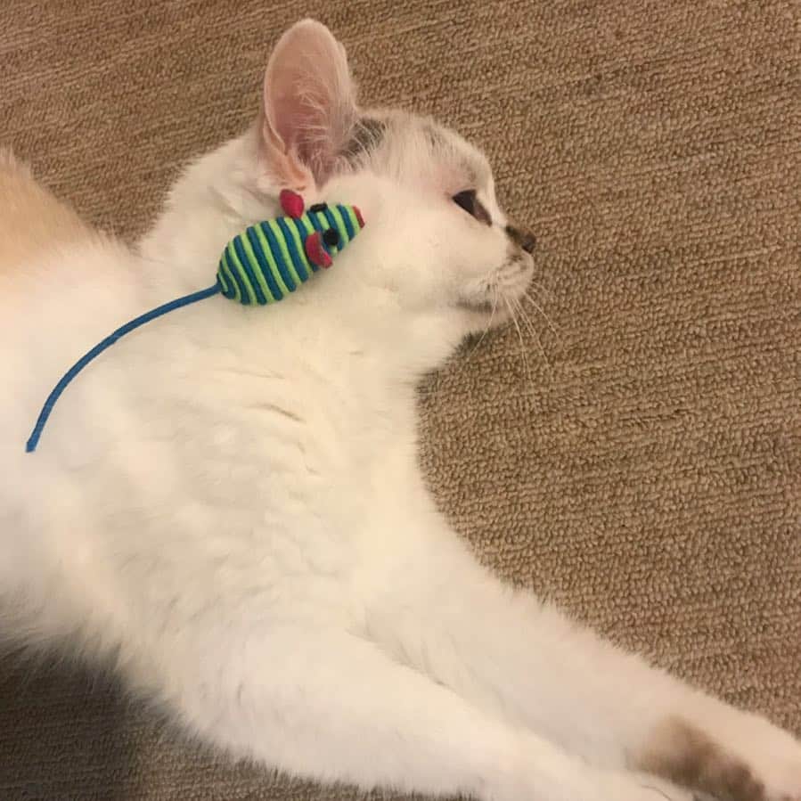 naoko nakuiのインスタグラム：「#ilovecat」