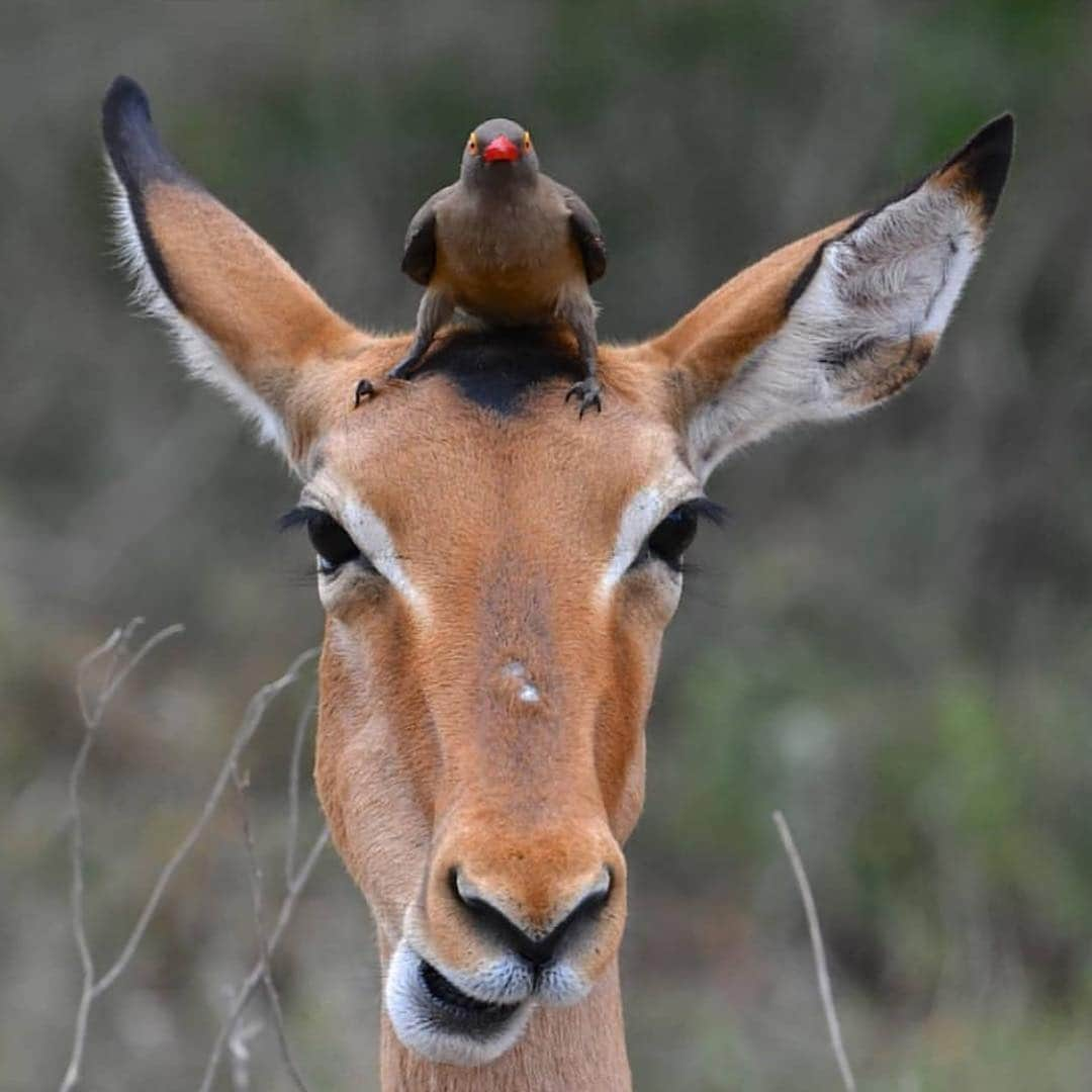 WildLifeさんのインスタグラム写真 - (WildLifeInstagram)「Caption this 😄 Photo by @anthony.press」10月17日 2時36分 - wildlifepage