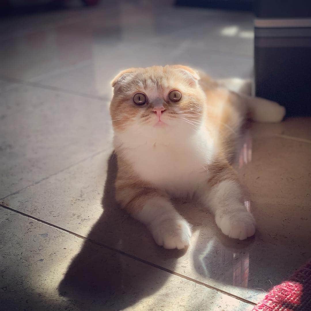 のインスタグラム：「朝のまるお おはよう☀️」