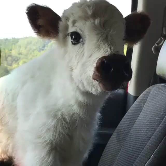 Animalsのインスタグラム：「There is a cow in the car but it's cool with me. via @happyhensandhighlands」