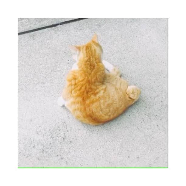 のインスタグラム：「🐈 ・ ・ ・ ちび、お返事じょうずになったね」