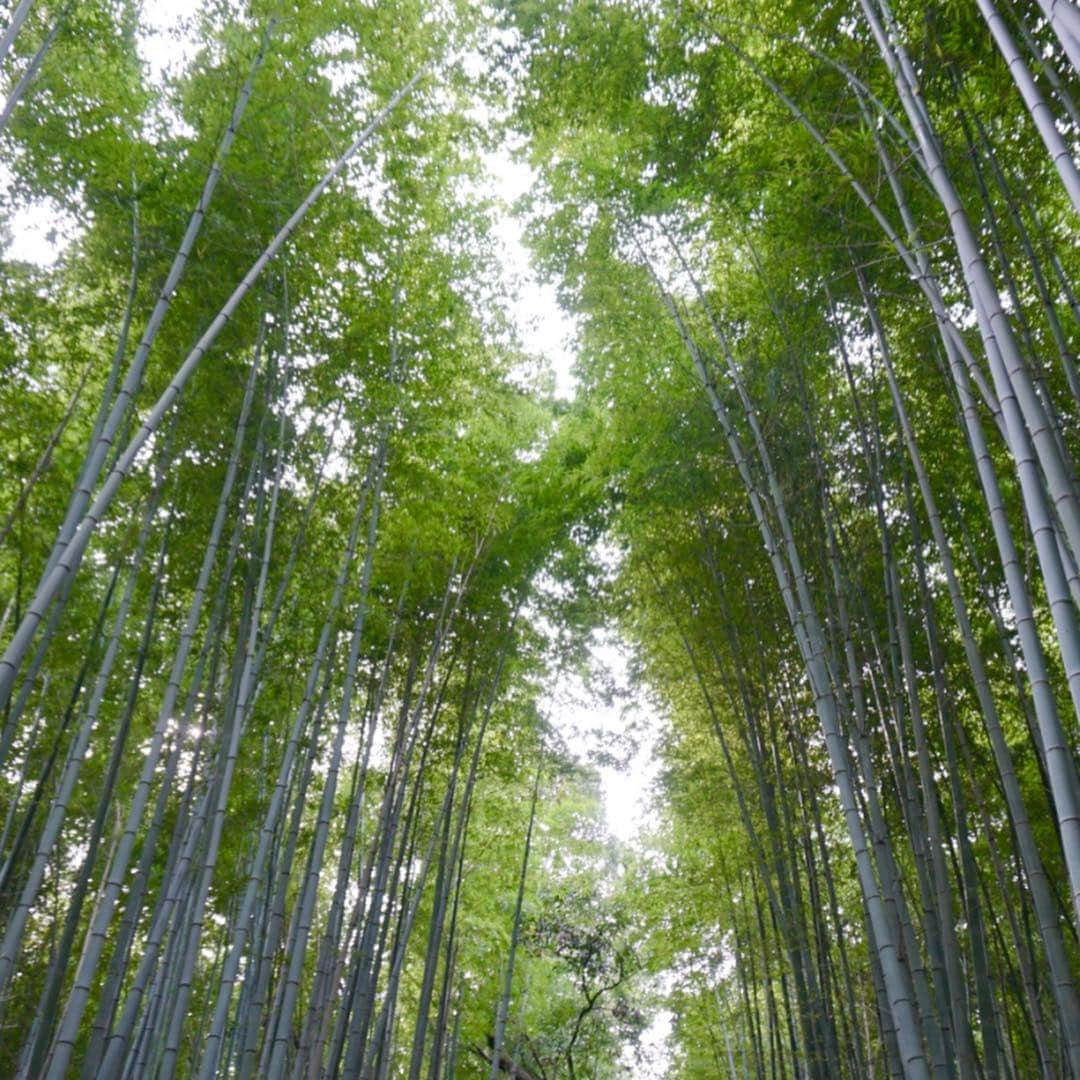 市原彩花さんのインスタグラム写真 - (市原彩花Instagram)「だるま。 絶対転ばなそう🙄 #嵐山#天龍寺#だるま#達磨#京都#kyoto#arashiyama . 嵐山の天龍寺はお庭も美しいし、天井の#雲龍図 は圧巻😳！(写真は禁止) そしてこの時期の京都は混んでないし気温も丁度いいし最高♡ 母との旅行はいつも良い天気〜🌞 毎回旅行や撮影に着いて来てくれないかな？笑」10月18日 16時24分 - ayaka_ichihara