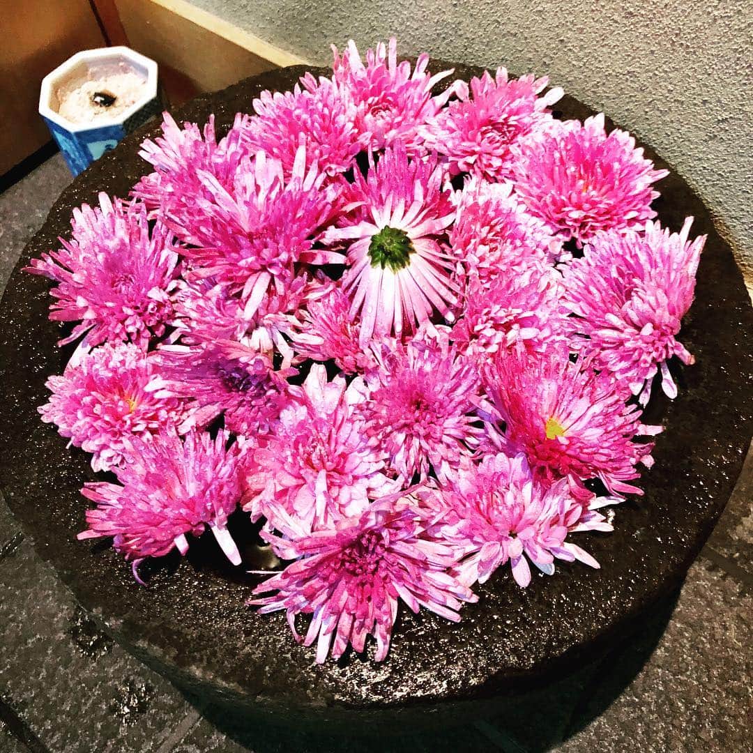 神田うのさんのインスタグラム写真 - (神田うのInstagram)「美しいピンク💕  #菊 #chrysanthemum #美しい #ピンク #pink #清風与平 #2代目 #骨董品 #陶工 #銀座 #大夢」10月19日 14時15分 - unokandaofficial