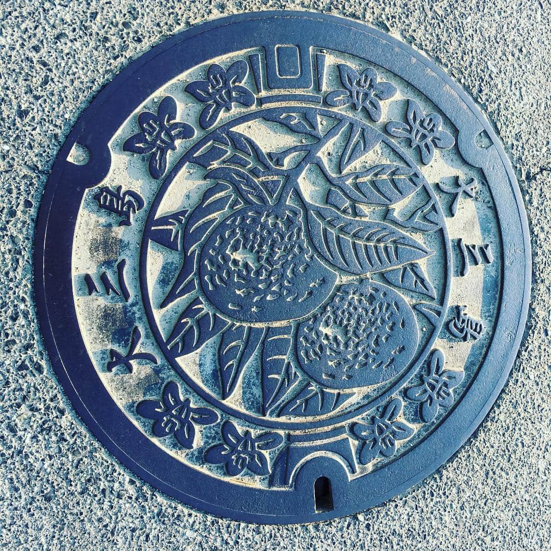 桜井くみ子のインスタグラム：「愛媛県今治市(旧 大三島町)のデザインマンホール蓋。 ＊町の名産『みかん』 ＊町の花『みかんの花』 ＊『大三島』の文字入り 町の名産『みかん』と、町の花『みかんの花』が、リアルにデザインされていますね♪瀬戸内海に浮かぶ大三島は、愛媛県の最北に位置し、県に属する島の中で最大の島。島内にある『大山祇(おおやまづみ)神社』には、源氏、平氏など、多くの武将達が武具を奉納し、武運長久を祈ったそうで、宝物館には、国宝や国の重要文化財、県の重要文化財に指定されている貴重な武具が展示されています。そして、樹齢約2600年の『小千命御手植の楠』をはじめとする38本の楠が『大山祇神社のクスノキ群』として、国の天然記念物に指定されています！！この事から、大三島は、『神の島』と呼ばれています🌟ちなみに、町の木も『クスノキ』です！2枚目は、大三島の大きくて綺麗な夕日に照らされる、マンホール蓋です！差し入れでいただいた大三島の特産『みかん』、とっても美味しかったです💕 #今治市 #大三島 #デザインマンホール蓋」