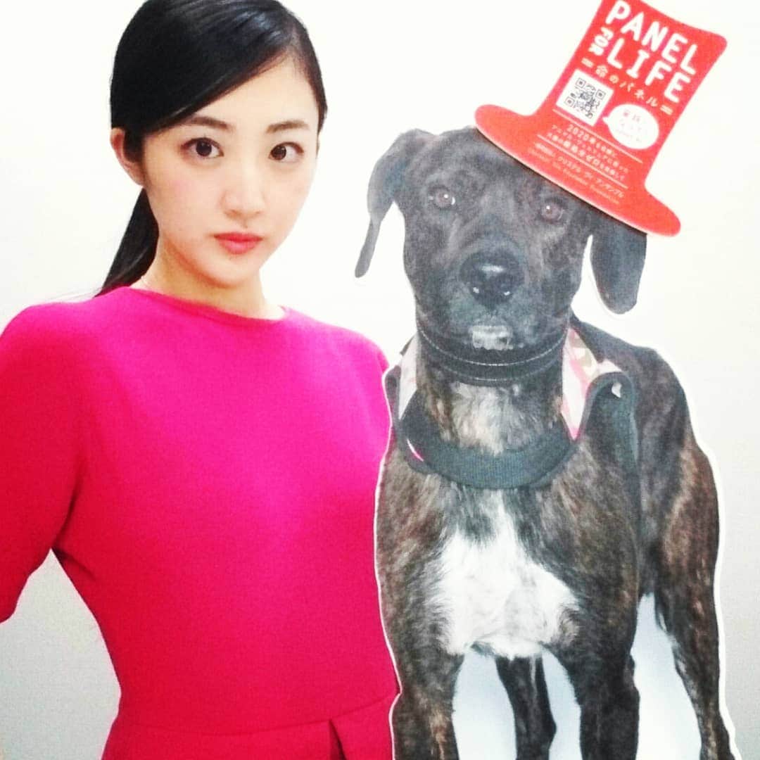 山田真由のインスタグラム：「【いぬのきもち】 . 第三弾：美犬のきもち🔥 . . 皆さん、『いぬorねこのきもち』で ペットと一緒に写真を撮って投稿しませんか🐶？？ . . 私は『Panel for life』の活動を広めたいと思います！！ . . この活動は、保健所に持ち込まれたペットたちが殺処分されてしまう前に動物愛護団体が引き取り、保護し、新たな飼い主を探す活動の１つです。 . . 私は、 みなさんがペットを飼いたいと思った時、 飼うペットを探す手段として、 ペットショップだけでなく、 『飼い主を必要としているペット』 から選ぶ方法が一般的になることが、動物たちの命を救う重要な第一歩だと考えます。 . . 何も悪くないのに幸せに生きることすらさせて貰えないペット達の為にも、少しでもこれらの投稿を広めたい！と思っています！ . 皆さん、私と同じように、 ご自宅のペットちゃんたちや、 共立祭のミスコンブースに置かれるパネルと一緒に 写真を撮って、投稿しませんか📷！ . . 『Panel for life』は、滝川クリステルさんがやられている、クリステル・ヴィ・アンサンブルという団体の活動です。 . . 是非皆様力になってください。 . . ーーーーーーーーーーーーーー 山田真由 . ミス共立女子2018ファイナリスト . 共立女子大学 大学院 家政学研究科 建築・デザイン専攻 博士前期課程 2年 動物病院の建築計画を専門に研究 . ミスコンWEB投票期間は、『本日』まで！！ 是非プロフィールのURLから投票お願いします。 . 本日・明日、行われる共立祭、皆様是非いらしてください！ ーーーーーーーーーーーーーー . . #いぬのきもち #panelforlife #動物愛護団体 .  #山田真由  #桜姫  #2018  #ミスコン  #ミス  #ミス共立  #ミス共立女子  #ミス共立女子大学  #共立  #共立女子  #共立女子大学  #女子大  #女子大生  #大学  #大学院  #大学院生  #博士前期課程  #修士  #研究  #建築  #設計  #動物  #動物病院  #犬  #ペット  #ファッション #服」