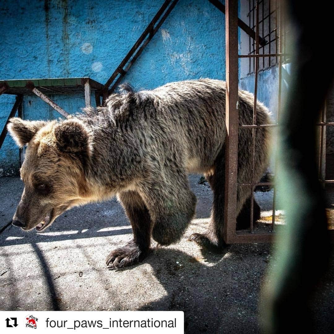 Bearsのインスタグラム：「#Repost @four_paws_international (@get_repost) ・・・ ⛔️#NoMoreFierZoo 🐻Dushi, the three-legged bear Heartbreaking! Female brown bear Dushi can only walk on three legs. Amputations like this one often come from traps used to catch bears in the wild. Her cage is also in bad condition: a concrete enclosure that leaves her little room to move. Imagine Dushi in one of our BEAR SANCTUARIES where she would get proper care and a species-appropriate home ... Together we can achieve our missio, please support us and bear Dushi [LINK IN BIO]. . . . . . #FOURPAWS #VIERPFOTEN #NoMoreFierZoo #lion #wildanimal #suffering #sos #help #rescue #wildanimals #animalrights #animalwelfare #sad #emotional #save #hell #zoo #cage #trapped #health #eyes #infection」