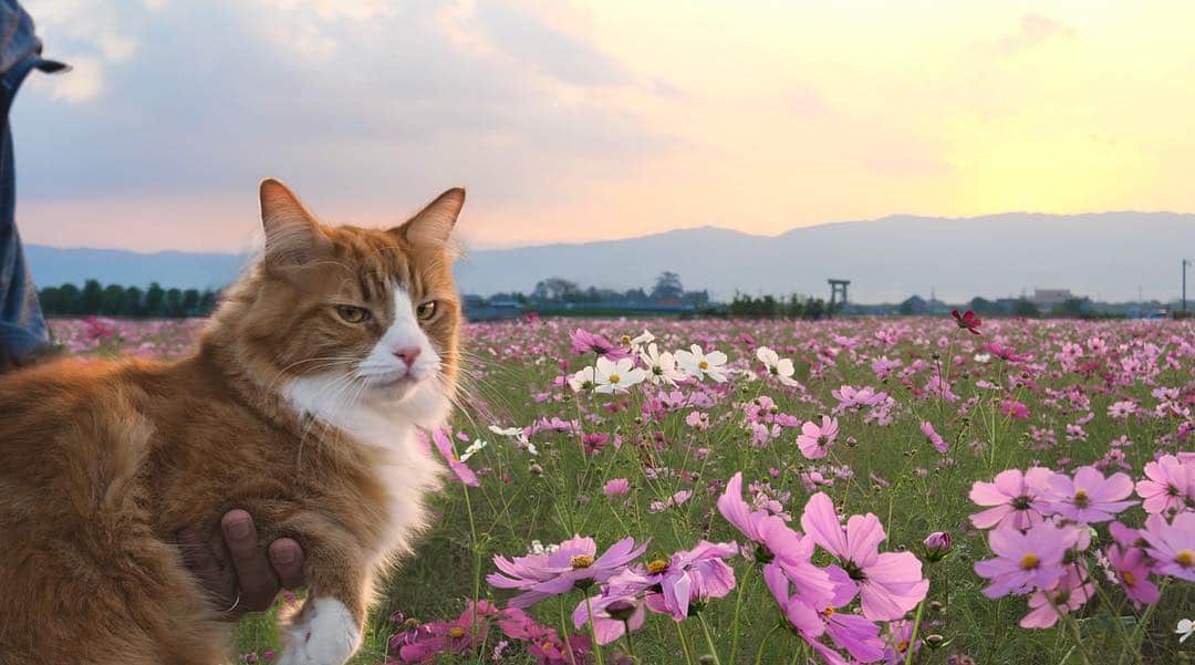 Rachel & Junのインスタグラム：「Haku is not impressed by the majesty of nature.」