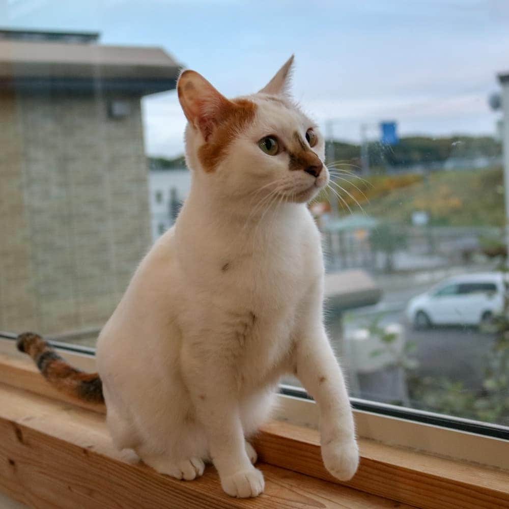 マアルさんのインスタグラム写真 - (マアルInstagram)「上に何を発見したのかな？ちよこちゃん🐱お客様の猫さん紹介です。 #北海道 #旭川 #猫ホテル」10月20日 23時44分 - psmaaru