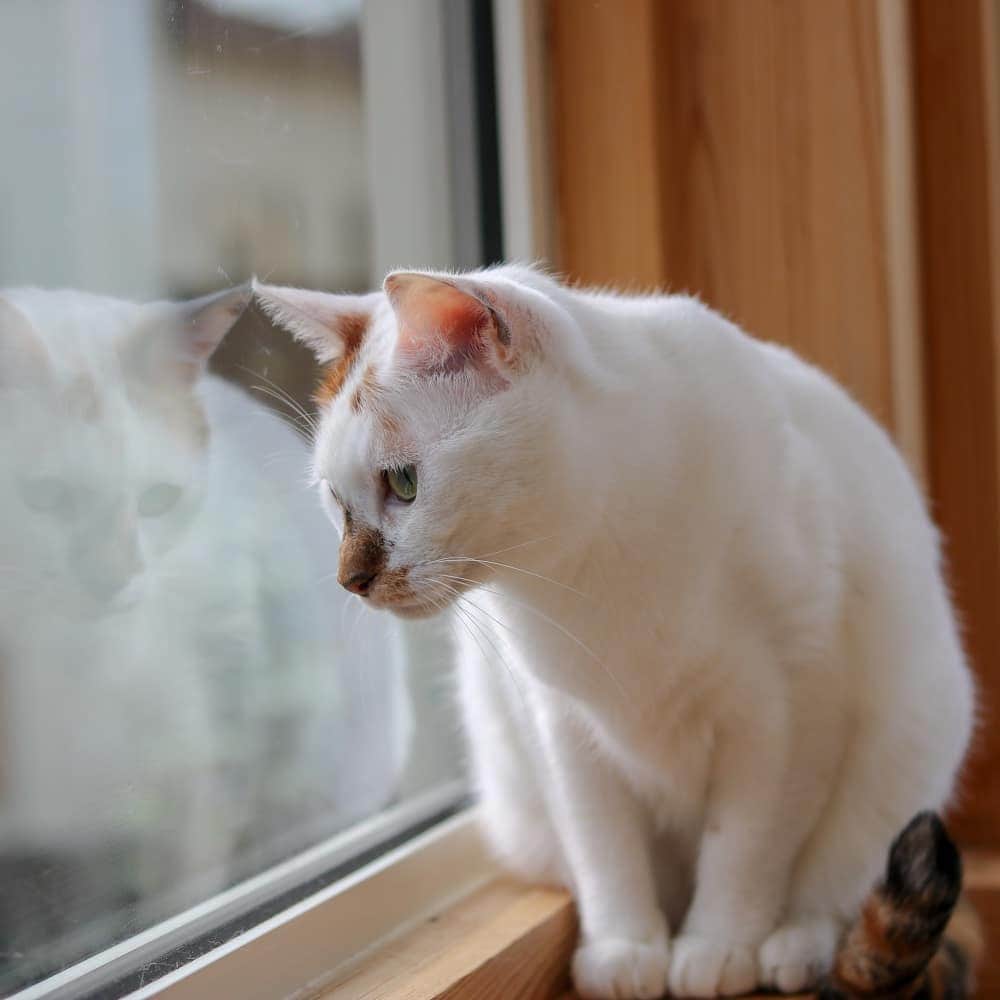 マアルさんのインスタグラム写真 - (マアルInstagram)「上に何を発見したのかな？ちよこちゃん🐱お客様の猫さん紹介です。 #北海道 #旭川 #猫ホテル」10月20日 23時44分 - psmaaru