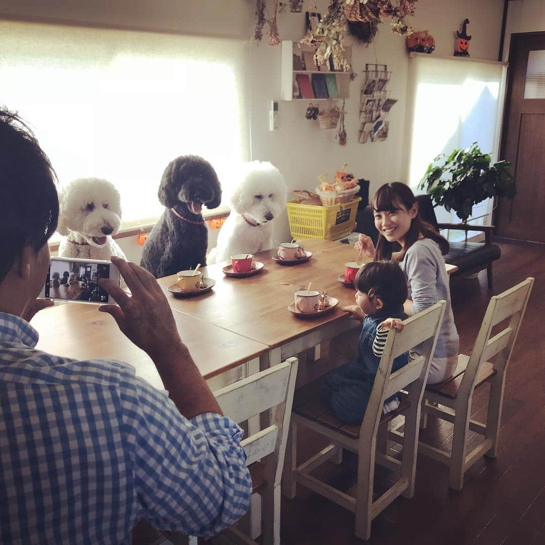 たまねぎさんのインスタグラム写真 - (たまねぎInstagram)「. . YBC 10/22放送 ピヨ卵ワイド 『新人アナウンサー牛島アナと内野アナがプレゼン対決「きょうはどっちー！」テーマ:癒し』 に、くろしろまめが写真で登場します（≧∇≦） どんな写真がでるのかなぁ( ^ω^ ) 楽しみ💕 . 牛島アナ、めっちゃ可愛いかった💕 我が家のワンズは全員男子。 みんな牛島アナにデレデレでした（笑） くろしろを撮ってる牛島アナを撮ってる陣内さん（笑） 写真撮る陣内さんの格好がめっちゃ面白かった！！ . . 地元のみんな、観てねー(*´ω`*) . . #standardpoodle #dog #lovedogs #poodlesofinstagram #スタンダードプードル #大型犬と子供 #poodle #dogstagram #east_dog_japan #いぬのいる生活 #もふもふ部 #わんこ部 #子どもと犬 #kidsanddog #いぬのきもち #kawaii #犬と暮らす #わんこと一緒 #いぬなしでは生きていけません #家族写真 #犬好きな人と繋がりたい  #2歳 #ybc #山形放送 #新人アナウンサー #ピヨ卵ワイド #tv_shooting」10月20日 23時50分 - tamanegi.qoo.riku