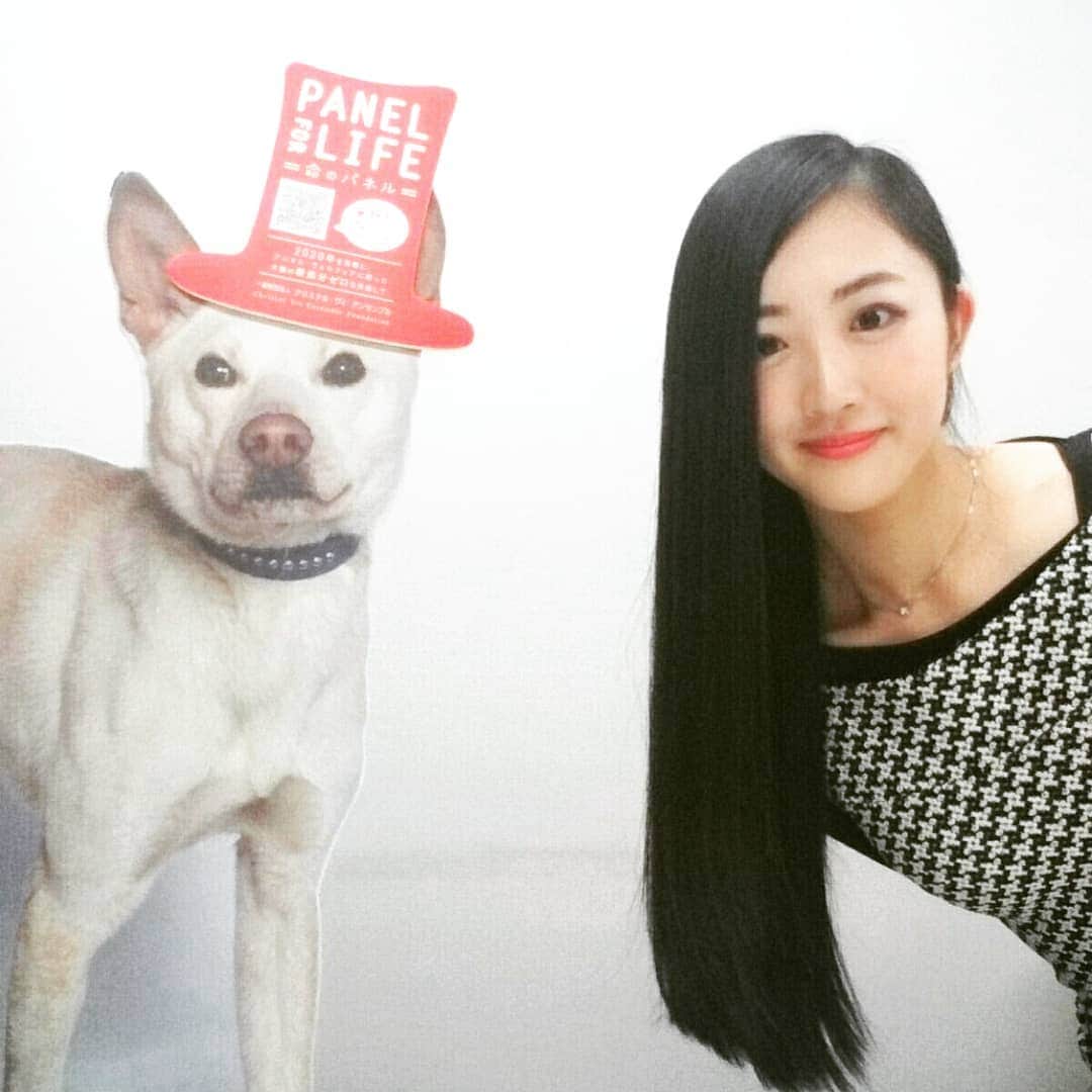 山田真由のインスタグラム：「【いぬのきもち】 . 第四弾：美白犬のきもち🐤 . . 皆さん、『いぬorねこのきもち』で ペットと一緒に写真を撮って投稿しませんか🐶？ . . 私は『Panel for life』の活動を広めたいと思います！ . . 本日、共立祭にお越しくださった皆様、 パネルは見付けてくださいましたでしょうか？ . . ２日目の明日も、本館入口入ってすぐ右のガラス部分に ファイナリスト紹介とPanel for life(@panelforlife)のパネルが 置かれますので是非お見逃しなく‼ . . この活動は、保健所に持ち込まれたペットたちが殺処分されてしまう前に動物愛護団体が引き取り、保護し、新たな飼い主を探す活動の１つです。 . . 私は、 みなさんがペットを飼いたいと思った時、 飼うペットを探す手段として、 ペットショップだけでなく、 『飼い主を必要としているペット』 から選ぶ方法が一般的になることが、動物たちの命を救う重要な第一歩だと考えます。 . . 何も悪くないのに幸せに生きることすらさせて貰えないペット達の為にも、少しでもこれらの投稿を広めたい！と思っています！ . 皆さん、私と同じように、 ご自宅のペットちゃんたちや、 共立祭の本館入口に置かれるパネルと一緒に 写真を撮って、投稿しませんか📷！ . . 『Panel for life』は、滝川クリステルさんがやられている、クリステル・ヴィ・アンサンブルという団体の活動です。 . . 是非皆様力になってください。 . . ーーーーーーーーーーーーーー 山田真由 . ミス共立女子2018ファイナリスト . 共立女子大学 大学院 家政学研究科 建築・デザイン専攻 博士前期課程 2年 動物病院の建築計画を専門に研究 . ミスコンWEB投票期間は、『本日』まで！！ 是非プロフィールのURLから投票お願いします。 . 明日の共立祭も、皆様是非いらしてください！ ーーーーーーーーーーーーーー . . #いぬのきもち #panelforlife #動物愛護団体  #ひょっこりはん  #山田真由  #桜姫  #2018  #ミスコン  #ミス  #ミス共立  #ミス共立女子  #ミス共立女子大学  #共立  #共立女子  #共立女子大学  #女子大  #女子大生  #大学  #大学院  #大学院生  #博士前期課程  #修士  #研究  #建築  #建築計画  #設計  #動物  #動物病院  #犬  #ペット」