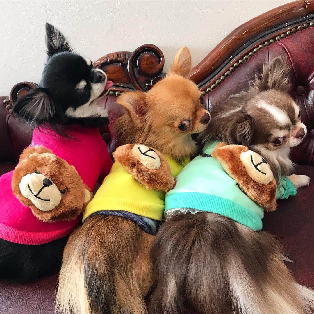 kayoのインスタグラム：「* * おはめろくりちー❤️ * * クマのポシェットが可愛い〜 🐻💗🐻💛🐻💚 * * Melon💗kulio💛Lychee💚 * * 🐻 @caramelbox_ 🐻 @love_circuscircus * #chihuahua#chihuahualove#dogstgram#dog#instadog#チワワ#チワワ大好き * *」